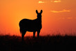 Mountain Zebra silhouetted against a red sunrise