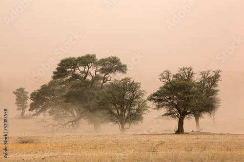Photo: Sand storm, Kalahari desert Sand storm, Kalahari desert