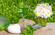 Frischer Waldmeister, Maibowle