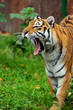 Photo: Tiger Tiger