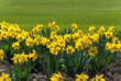 Yellow narcissus flowers 013