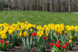 Tulip and narcissus flowers 015
