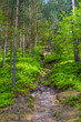Foto: Forest in the Czech Republic Forest in the Czech Republic