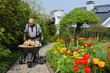 Foto: Senior, Garten, Schubkarre Senior, Garten, Schubkarre
