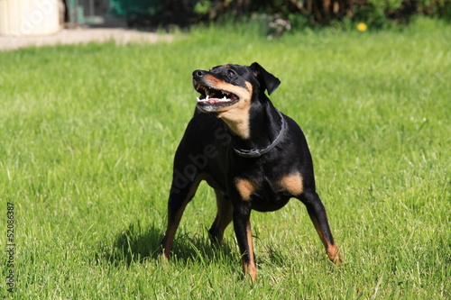 Photo: Pinscher nain noir beige marron dobermann Pinscher nain noir beige marron dobermann