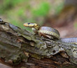 Photo: Snake Snake