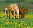 Foto: Horse Horse
