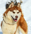 Photo: Husky dog Husky dog