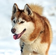 Photo: Husky dog Husky dog