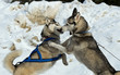 Photo: Husky dog Husky dog