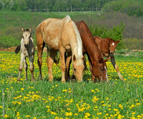 Photo: Horse Horse