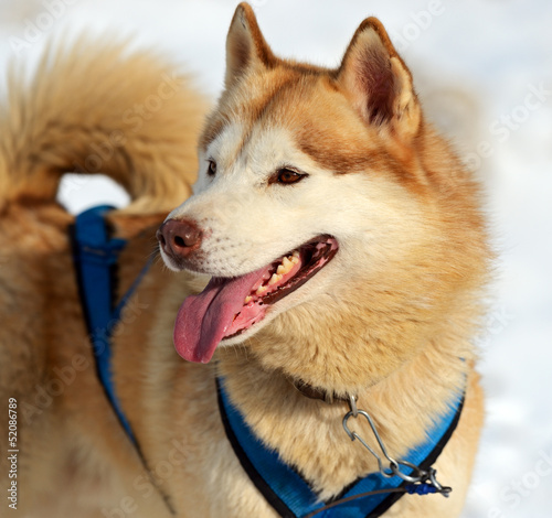 Photo: Husky dog Husky dog