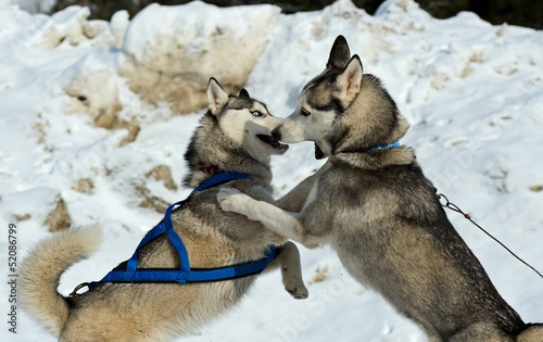 Photo: Husky dog Husky dog