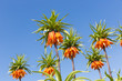 Orange Crown Imperial Lily, latin name - Frittilaria imperialis