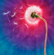 Photo: Dandelion on the long stem with flying seeds Dandelion on the long stem with flying seeds