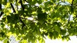 canvas print picture - Tree and Sun