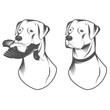 Hunting retriever head