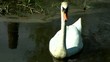 Swan swimming