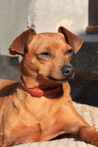 Photo: Pinscher nain noir beige marron dobermann Pinscher nain noir beige marron dobermann