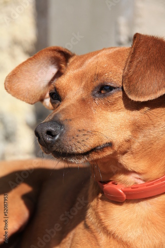 Photo: Pinscher nain noir beige marron dobermann Pinscher nain noir beige marron dobermann