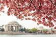 Cherry blossom over Jefferson Memorial in Washington DC