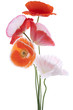 poppy