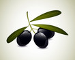 Vektor: Vector Illustration of Olives Vector Illustration of Olives