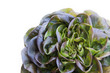 Butterhead lettuce,fresh salad.