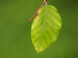 Buchenblatt im Frühling