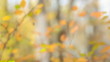 Autumn leaves outdoors. Blurred motion