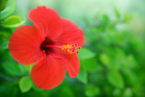Red hibiscus
