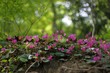 Piccoli fiori nel bosco