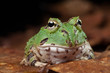 Photo: pacman frog pacman frog