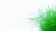 Grass