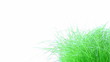 Grass
