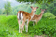 A group of young fallow deer