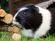 Meerschweinchen knabbert Löwenzahn