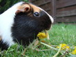Meerschweinchen knabbert Löwenzahn