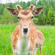 Foto: young fallow deer young fallow deer