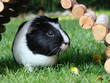 Meerschweinchen knabbert Löwenzahn