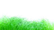 Grass