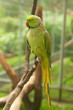 green parrot with red beak