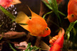 Parrot fish on the water