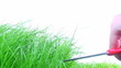 Grass