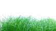 Grass