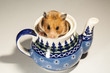 Hamster in a colorful old jug for tea.