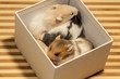 Young hamsters in a box, portrait of popular pet.