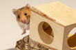 Hamster in a wooden home.