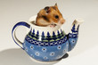 Hamster in a ceramic pot for tea.