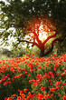 Photo: Giardino fiorito Giardino fiorito